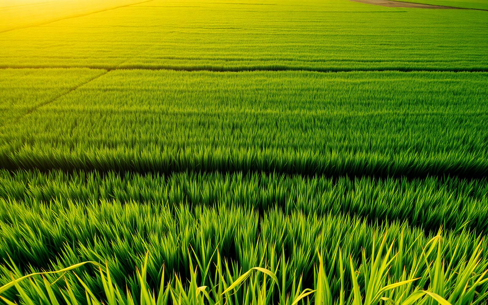Paddy fields supplying Venus Connsumers Private Limited at golden hour